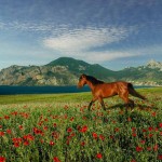 В который раз о Кактыбели...